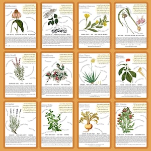 Medicinal Herbs Unit Study Homeschool | Herbalism Botany Curriculum | Herb Study Notebooking, Coloring, Copywork & Flashcards image 6