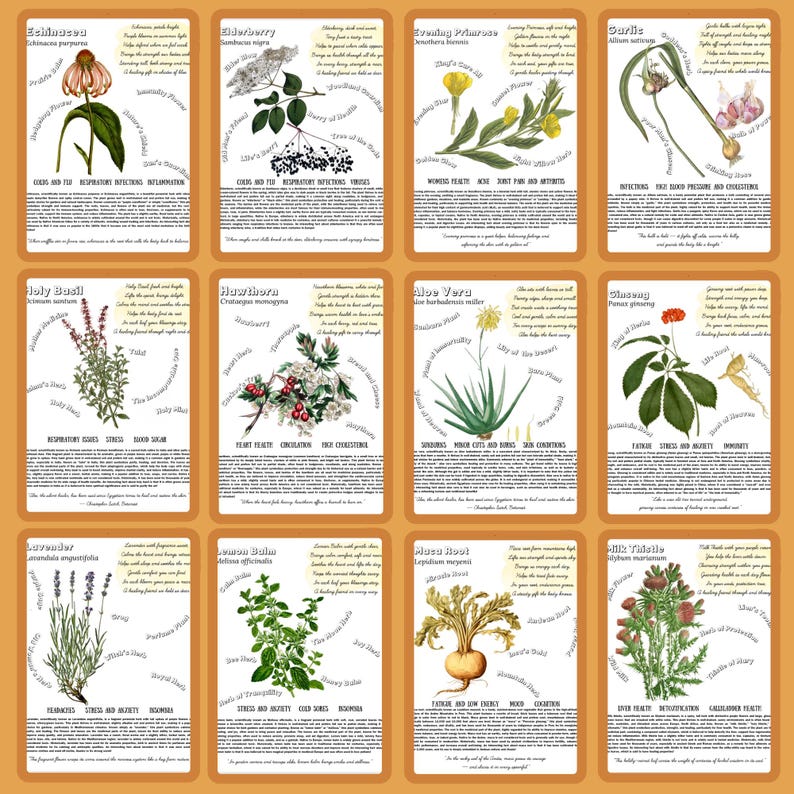 Medicinal Herbs Unit Study Homeschool | Herbalism Botany Curriculum | Herb Study Notebooking, Coloring, Copywork & Flashcards image 6