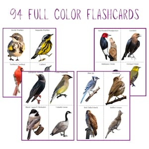 Pu&ograve; includere: Un set di 94 flashcard a colori che presentano vari uccelli nordamericani. Ogni carta mostra un'illustrazione dettagliata di un uccello con il suo nome. Le carte sono disposte in una griglia, mostrando una variet&agrave; di specie.