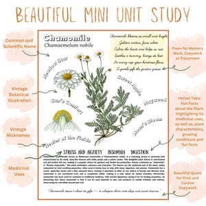 Medicinal Herbs Unit Study Homeschool | Herbalism Botany Curriculum | Herb Study Notebooking, Coloring, Copywork & Flashcards image 3