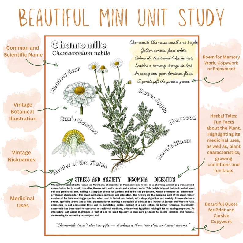 Medicinal Herbs Unit Study Homeschool | Herbalism Botany Curriculum | Herb Study Notebooking, Coloring, Copywork & Flashcards image 3