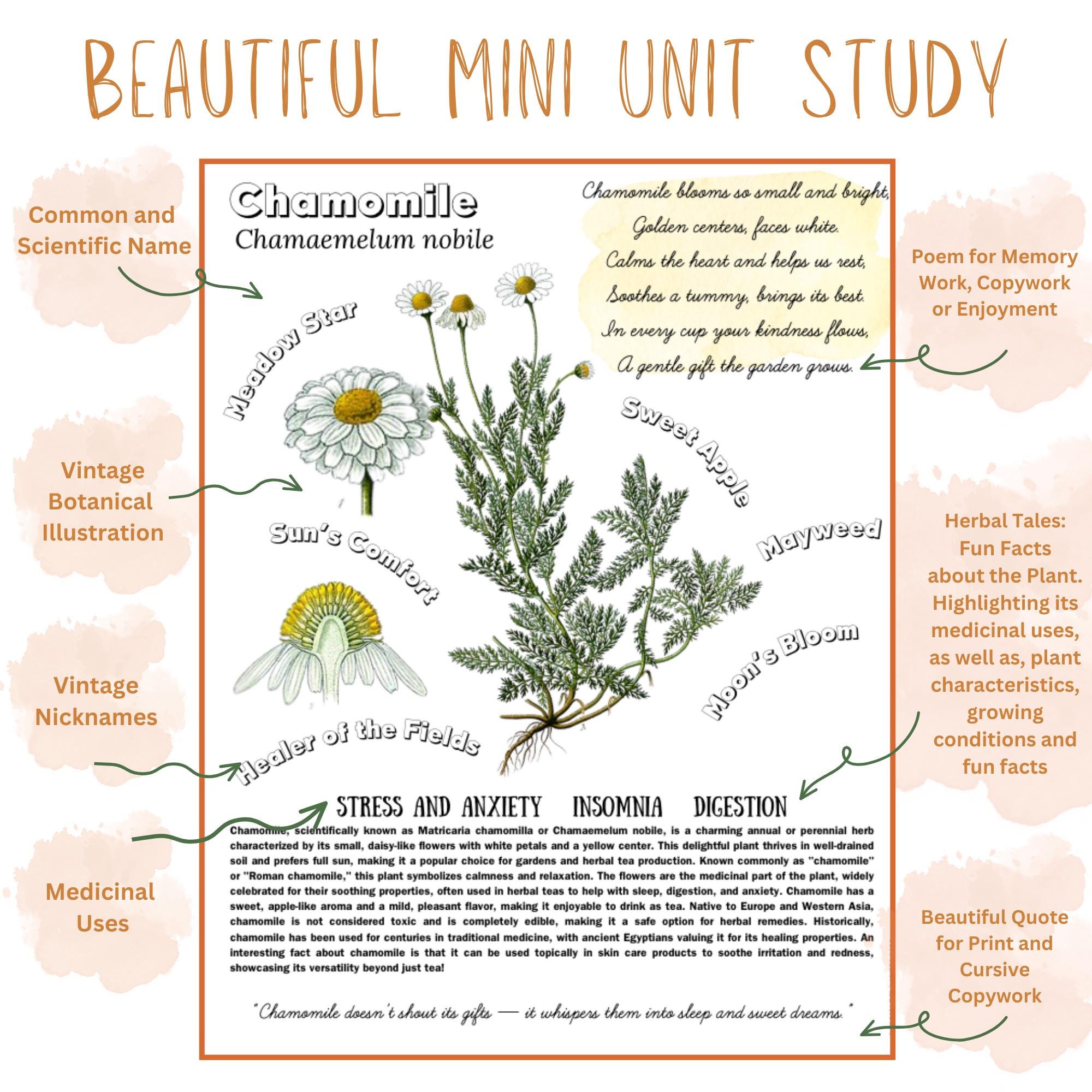 Medicinal Herbs Unit Study Homeschool | Herbalism Botany Curriculum ...