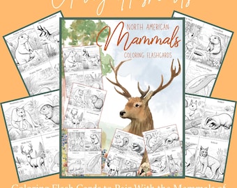 Noord-Amerikaanse zoogdieren kleuren flashcards, thuisonderwijs natuurstudie praktische dierenactiviteit
