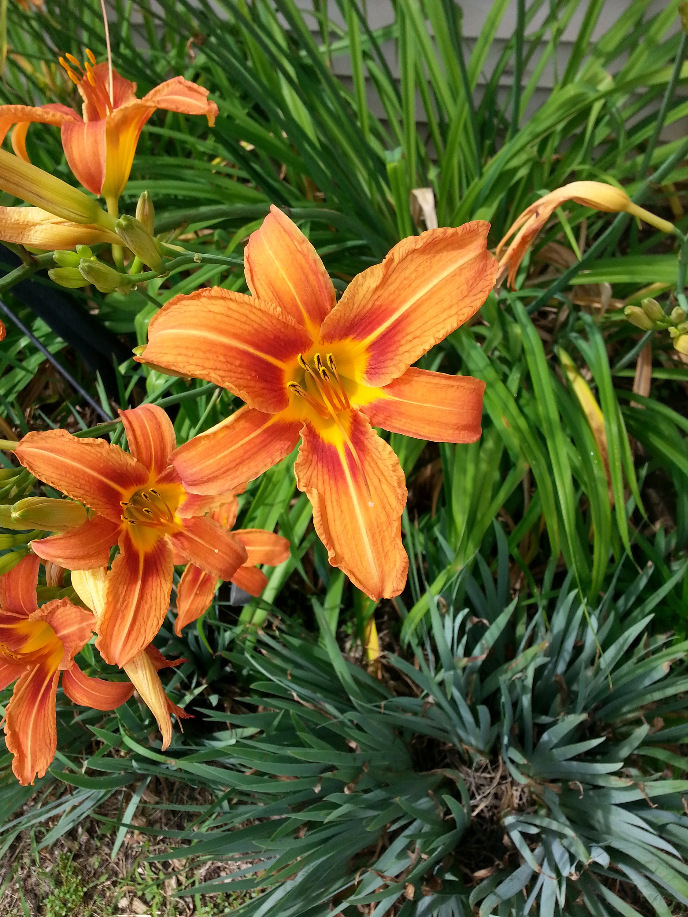 Tiger Lilly - Etsy