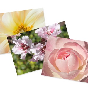 Cartões de flores em branco 5" x 7" Fotografia macro, flores, floral. Conjunto de 3 cartões com envelopes brancos.