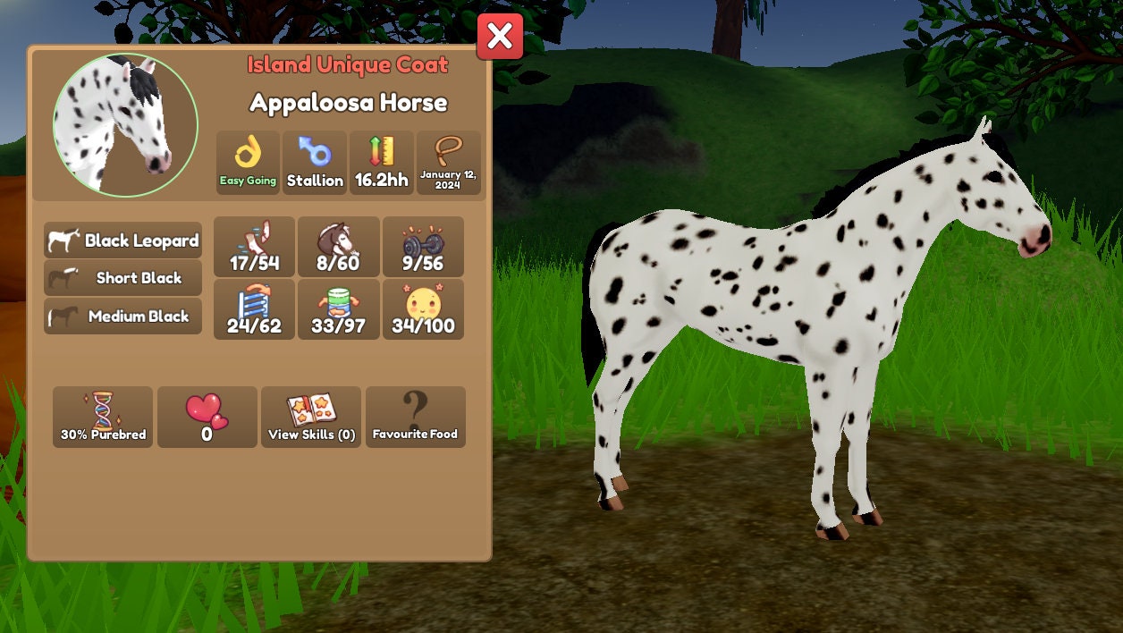 Black Leopard Appaloosa Wild Horse Islands