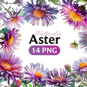 Astry Akwarela, Kwiatowy Clipart Astry Fioletowe Kwiaty Clip Art Cyfrowe Pobieranie Ślubne Fioletowe Kwiaty Png