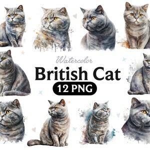 British Cat Watercolor, British Cat Clipart, British Cat PNG