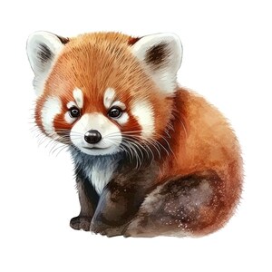 May include: Watercolor illustration of a red panda cub. The cub is depicted in a sitting position with a fluffy, reddish-brown coat, white accents around the face and ears, and a dark brown tail. The artwork has a soft, painterly style.