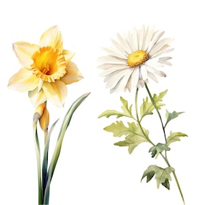 Puede incluir: Una pintura de acuarela de un narciso amarillo y una margarita blanca. El narciso tiene un centro amarillo y la margarita tiene un centro amarillo con p&eacute;talos blancos.