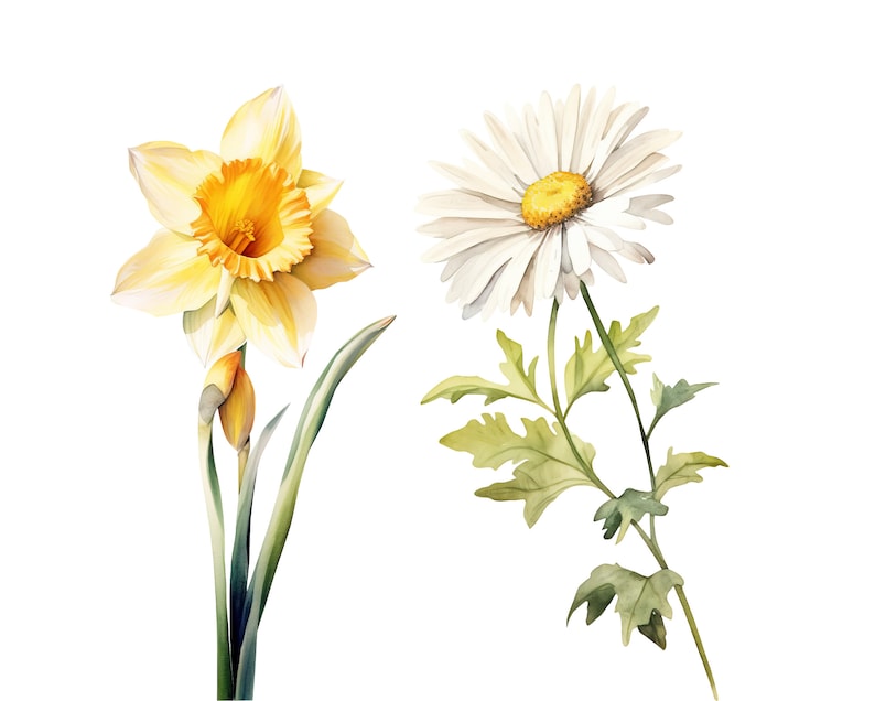 Puede incluir: Una pintura de acuarela de un narciso amarillo y una margarita blanca. El narciso tiene un centro amarillo y la margarita tiene un centro amarillo con p&eacute;talos blancos.