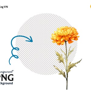 Puede incluir: Una sola flor de cal&eacute;ndula naranja con hojas verdes sobre un fondo transparente.