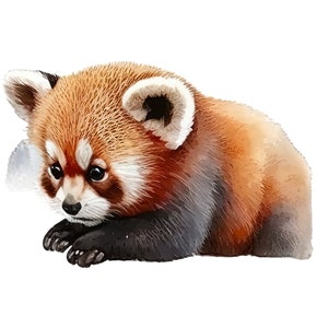 May include: Watercolor illustration of a red panda cub. The animal has reddish-brown fur with white markings around the ears and eyes. The cub is in a resting pose, with its paws in front of it. The background is white.