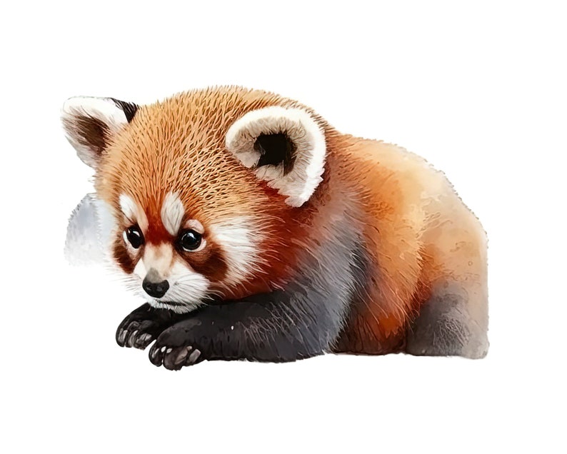 May include: Watercolor illustration of a red panda cub. The animal has reddish-brown fur with white markings around the ears and eyes. The cub is in a resting pose, with its paws in front of it. The background is white.