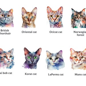 Pode incluir: Ilustra&ccedil;&otilde;es de aquarela de 10 ra&ccedil;as de gatos diferentes, incluindo o British Shorthair, o gato oriental, o gato Ocicat, o gato da floresta norueguesa, o gato Pixie Bob, o gato Korat, o gato LaPerm e o gato Manx.