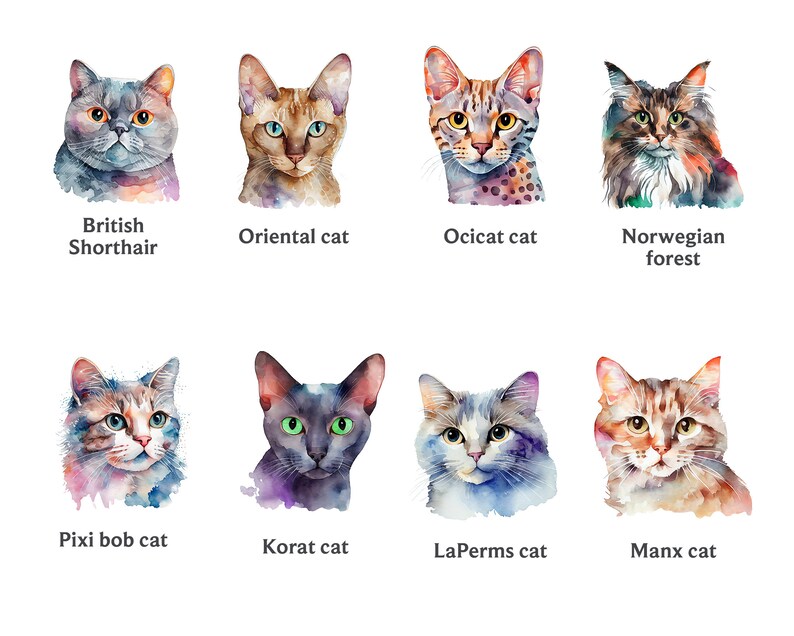 Pode incluir: Ilustra&ccedil;&otilde;es de aquarela de 10 ra&ccedil;as de gatos diferentes, incluindo o British Shorthair, o gato oriental, o gato Ocicat, o gato da floresta norueguesa, o gato Pixie Bob, o gato Korat, o gato LaPerm e o gato Manx.