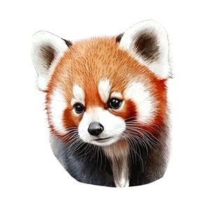 May include: A watercolor illustration of a red panda's head. The animal has reddish-brown fur, white accents around the face and ears, and a black nose. The background is plain white.
