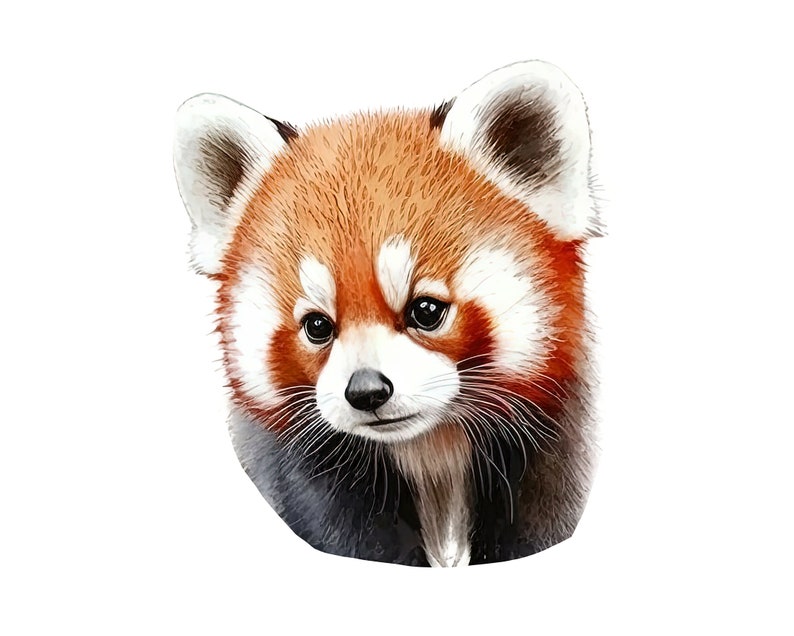 May include: A watercolor illustration of a red panda's head. The animal has reddish-brown fur, white accents around the face and ears, and a black nose. The background is plain white.