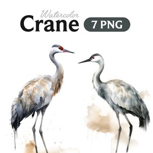 Crane watercolor, Crane PNG, Crane, Animal