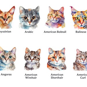 Pode incluir: Ilustra&ccedil;&otilde;es de aquarela de 10 ra&ccedil;as de gatos diferentes, incluindo Abiss&iacute;nio, &Aacute;rabe, Bobtail americano, Balin&ecirc;s, Angor&aacute;, American Wirehair, American Shorthair e American Curl.