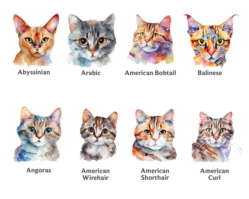 Pode incluir: Ilustra&ccedil;&otilde;es de aquarela de 10 ra&ccedil;as de gatos diferentes, incluindo Abiss&iacute;nio, &Aacute;rabe, Bobtail americano, Balin&ecirc;s, Angor&aacute;, American Wirehair, American Shorthair e American Curl.