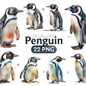 Pingüino acuarela clipart, pingüino PNG, gráficos de ducha, arte de pared de decoración de vivero de aves, animal de invierno ártico