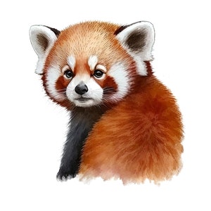 May include: Watercolor illustration of a red panda with reddish-brown fur, a white face, and large, dark eyes. The animal is depicted against a white background, with its head turned slightly towards the viewer.