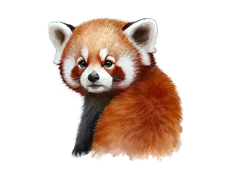 May include: Watercolor illustration of a red panda with reddish-brown fur, a white face, and large, dark eyes. The animal is depicted against a white background, with its head turned slightly towards the viewer.