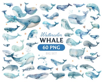 Watercolor whale, Whale clipart, whale PNG, whale clipart, whale art, whale, digital