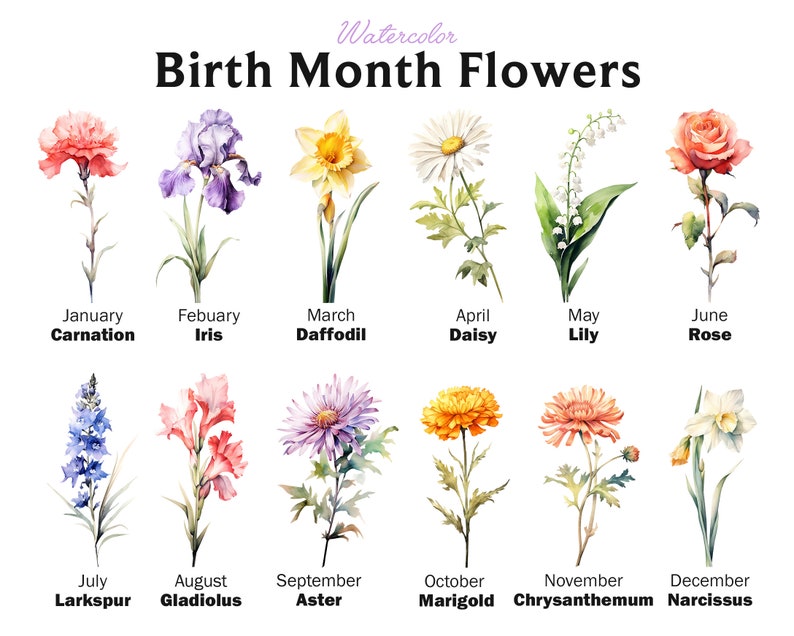 Puede incluir: Ilustraci&oacute;n de acuarela de flores de nacimiento. Cada mes est&aacute; representado por una flor diferente, incluyendo clavel, iris, narciso, margarita, lirio, rosa, delfinio, gladiolo, aster, cal&eacute;ndula, crisantemo y narciso.