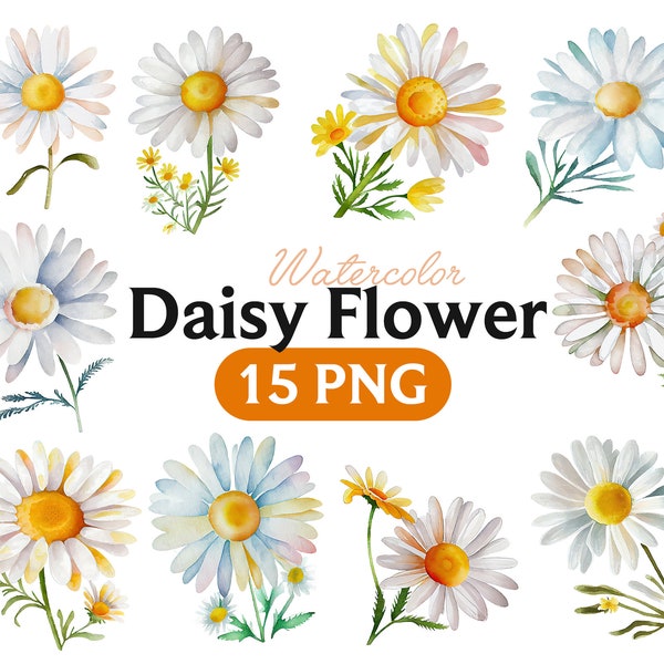 Watercolor daisy bouquets clipart, Summer floral clipart, Chamomile arrangements png
