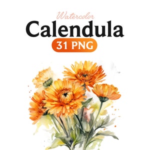 Aquarela Calêndula flores Buquê de calêndula Ervas curativas Download digital floret PNG clipart floral amarelo laranja
