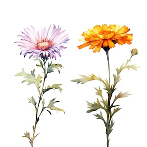 Puede incluir: Pintura acuarela de dos flores, una con p&eacute;talos morados y otra con p&eacute;talos naranjas. Ambas flores tienen tallos y hojas verdes.