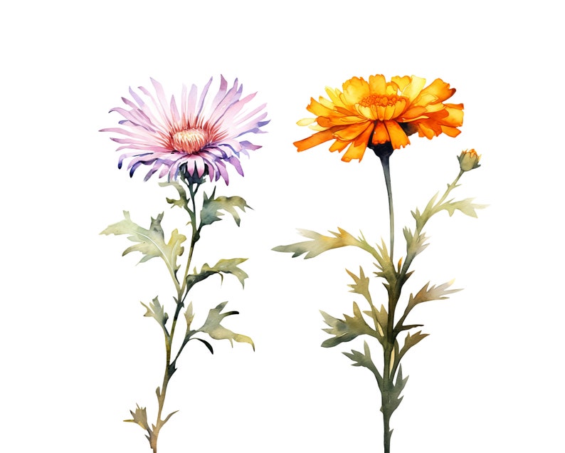 Puede incluir: Pintura acuarela de dos flores, una con p&eacute;talos morados y otra con p&eacute;talos naranjas. Ambas flores tienen tallos y hojas verdes.