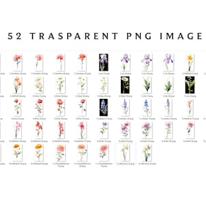 Puede incluir: 52 ilustraciones de acuarela de varias flores, incluyendo claveles, narcisos, margaritas, lirios, rosas, gladiolos, &aacute;steres, cal&eacute;ndulas, crisantemos y narcisos. Cada flor se representa en un estilo delicado pintado a mano con colores vibrantes y detalles intrincados.