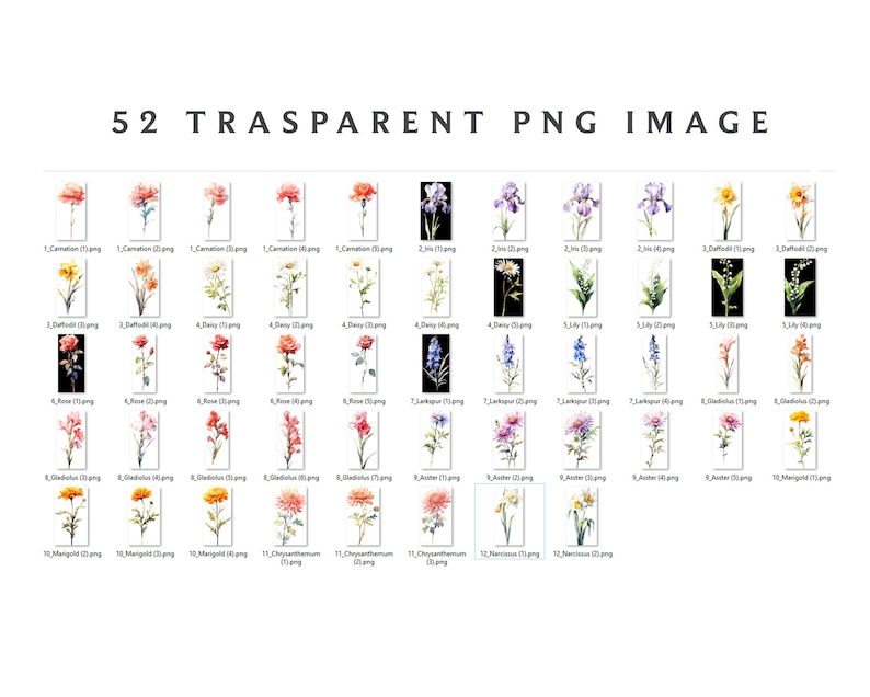 Puede incluir: 52 ilustraciones de acuarela de varias flores, incluyendo claveles, narcisos, margaritas, lirios, rosas, gladiolos, &aacute;steres, cal&eacute;ndulas, crisantemos y narcisos. Cada flor se representa en un estilo delicado pintado a mano con colores vibrantes y detalles intrincados.