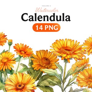 Aquarela Calêndula flores Buquê de calêndula Ervas curativas Download digital floret PNG clipart floral amarelo laranja, Volume 2