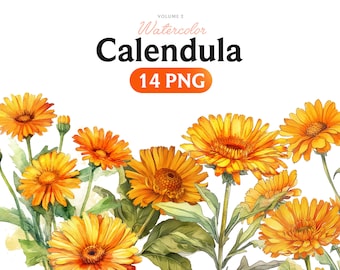 Watercolor Calendula flowers Marigold bouquet Healing herbals Digital Download floret PNG clipart yellow orange florals, Volume 2