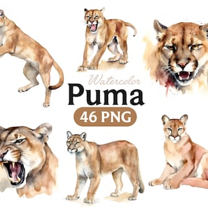 Puma akwarela PNG clipart, Puma portret PNG akwarela