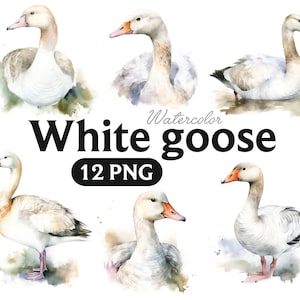 White goose watercolor, White goose PNG, White goose Clipart, Goose, Animal.