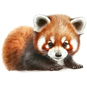 May include: Watercolor illustration of a red panda cub with reddish-brown fur, a white face, and dark eyes. The animal is lying down on a white background, with its paws visible. The image is a close-up, showcasing the panda's soft fur and features.