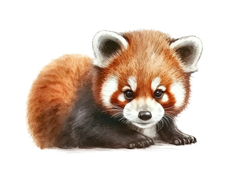 May include: Watercolor illustration of a red panda cub with reddish-brown fur, a white face, and dark eyes. The animal is lying down on a white background, with its paws visible. The image is a close-up, showcasing the panda's soft fur and features.