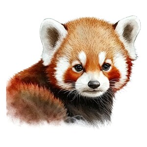May include: Watercolor illustration of a red panda with reddish-brown fur, white ears, and a white face. The red panda has a black nose and dark eyes, and is set against a white background.