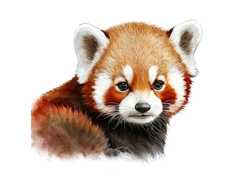 May include: Watercolor illustration of a red panda with reddish-brown fur, white ears, and a white face. The red panda has a black nose and dark eyes, and is set against a white background.