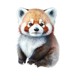 May include: Watercolor illustration of a red panda cub. The animal has reddish-brown fur on its back and head, with white and gray fur on its face and chest. The red panda is sitting upright with its paws in front.