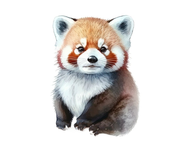 May include: Watercolor illustration of a red panda cub. The animal has reddish-brown fur on its back and head, with white and gray fur on its face and chest. The red panda is sitting upright with its paws in front.