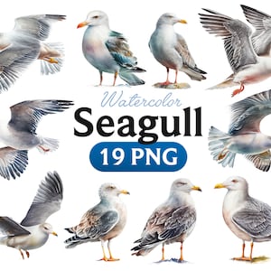 Clipart di gabbiano dell'acquerello, arredamento della scuola materna, uccello dell'acquerello, clipart di uccelli, clipart di gabbiano, PNG, clipart estivo