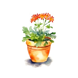 May include: A terracotta pot with orange flowers and green leaves. The pot is sitting on a white background.