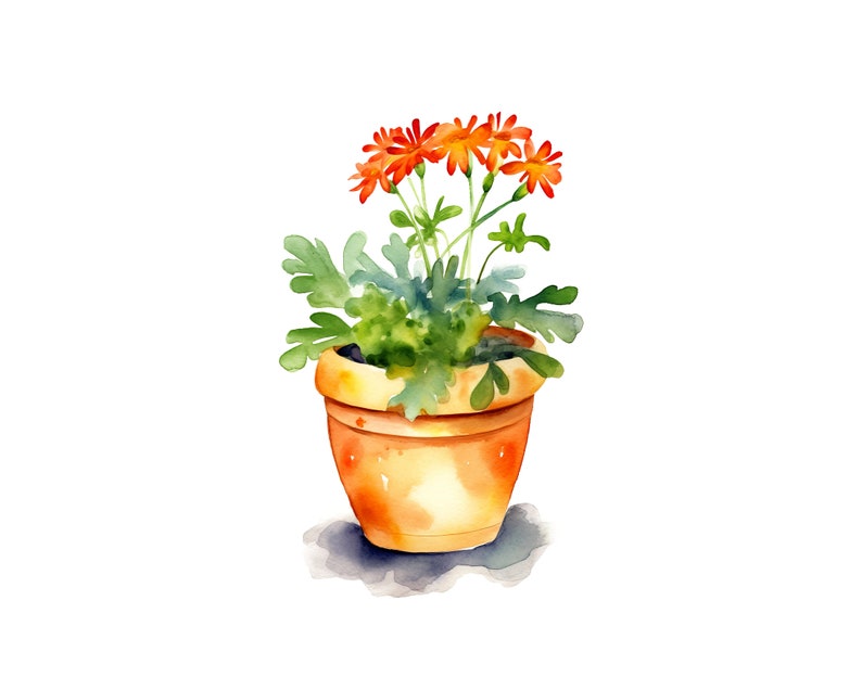 May include: A terracotta pot with orange flowers and green leaves. The pot is sitting on a white background.