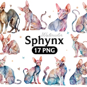 Watercolor Sphynx Cat Clipart: Hand Drawn PNG (17 Files) (Digital Download)
